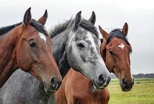 Zweiter weihnachtstag pixabay horses 1414889 1280 medium
