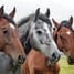Zweiter weihnachtstag pixabay horses 1414889 1280 thumb