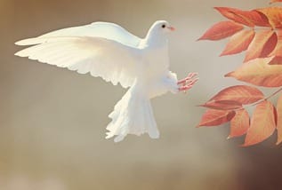 Pfingstsonntag pixabay dove 2516641 1280 medium